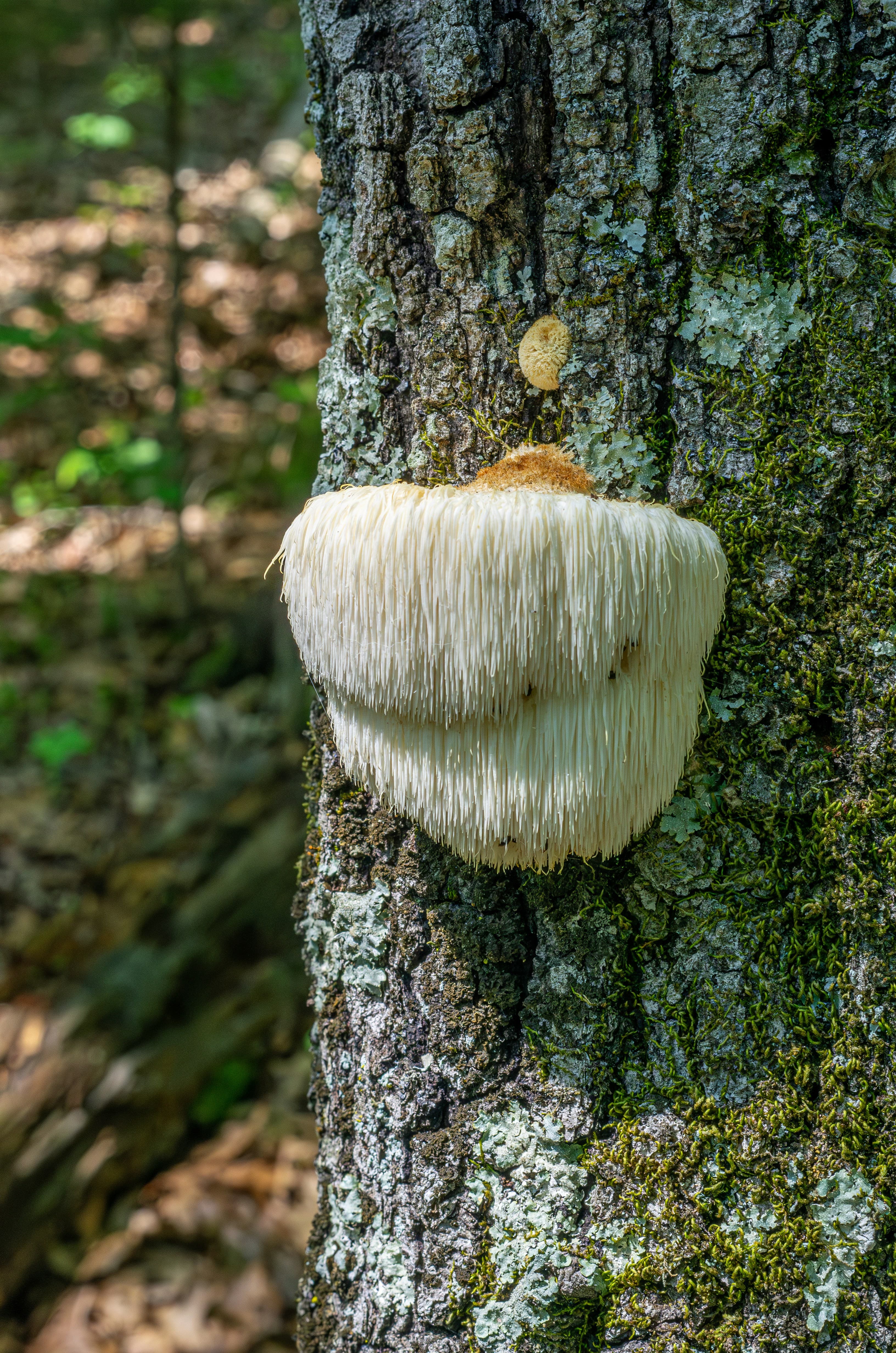 Lion's Mane — Hericium erinaceus