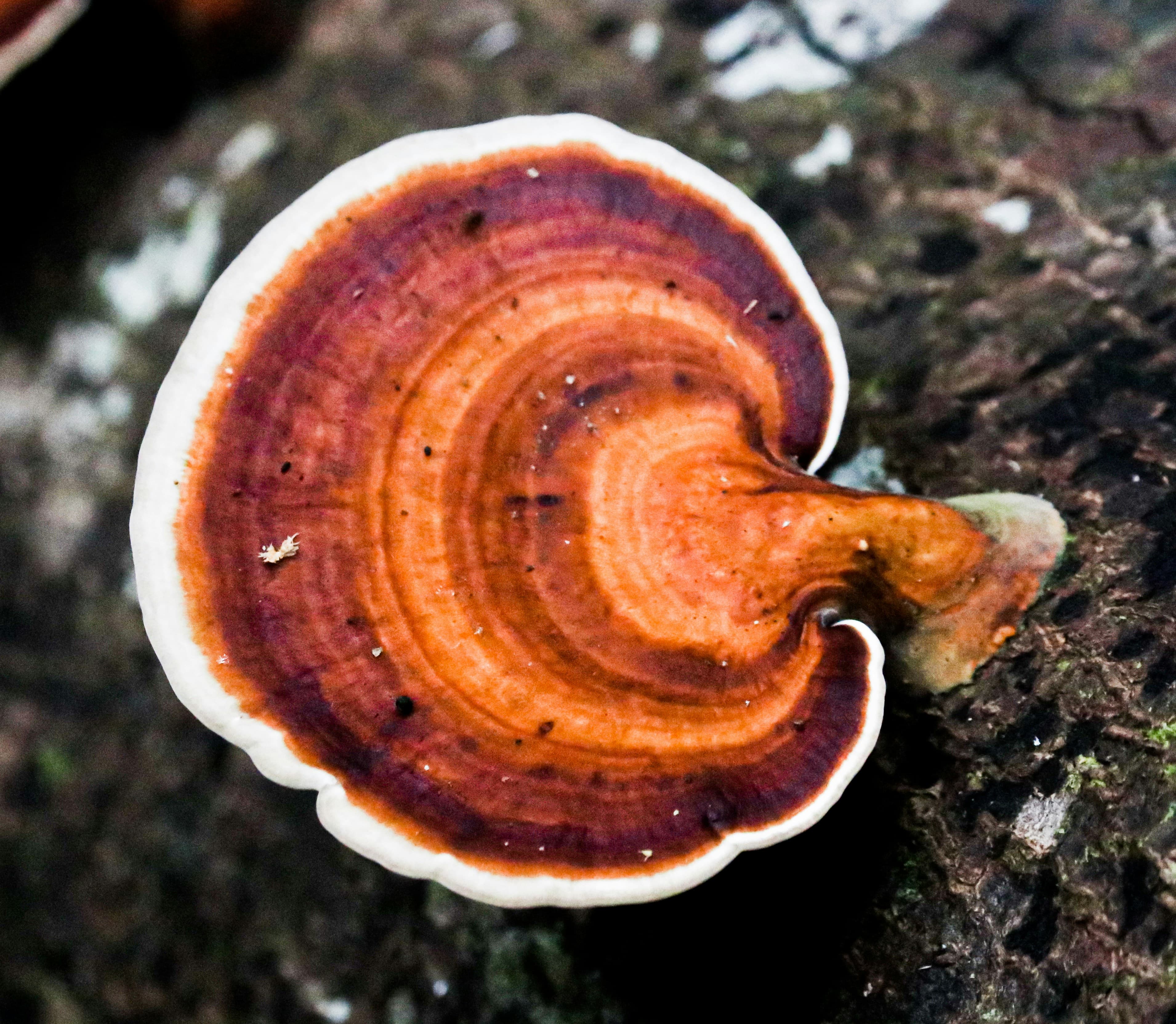 Reishi — Ganoderma lucidum